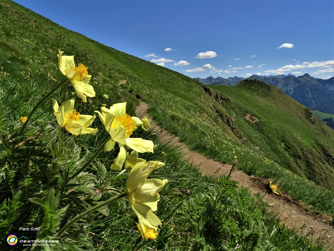 21 Estese fioriture di Pulsatilla alpina sulphurea (Anemone sulfureo) sul sent. 109 unificato sol 101.JPG